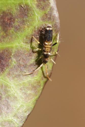 Réf. 300 300 : Entomobrya superba